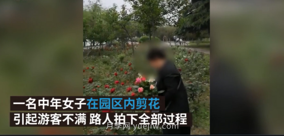 南阳月季“剪花姐”被处罚，罚款后保证以后再不犯(图2)