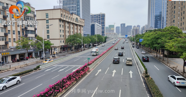 武汉市首条全月季景观带 为“五一”小长假增色添彩(图1)