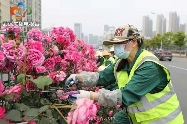 武汉市首条全月季景观带 为“五一”小长假增色添彩(图4)