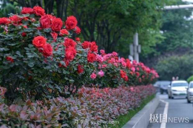 大武汉美！武汉满城月季流淌幸福的浪漫(图2)