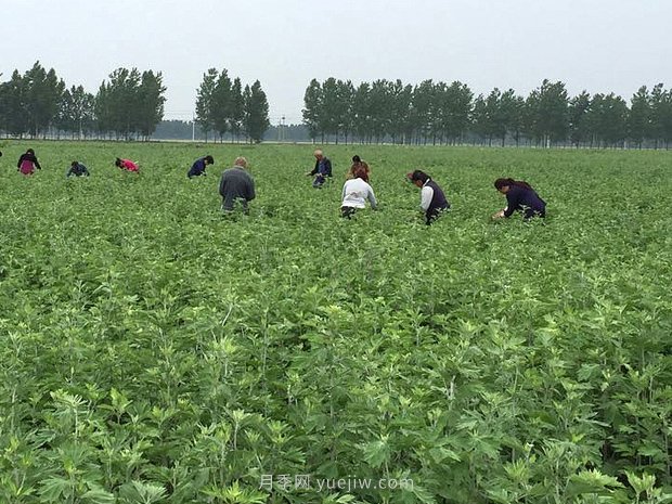 艾草产业为什么能在南阳市不断发展升级？(图1)