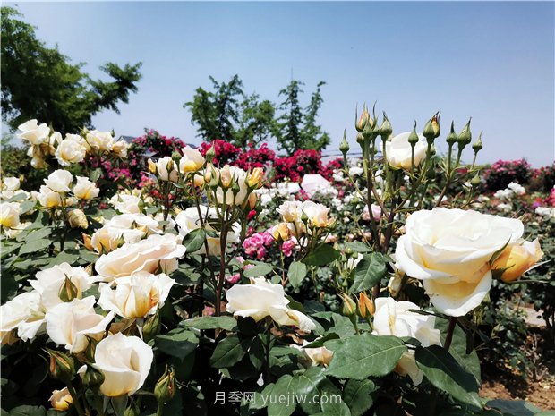 5月赏月季花，不可错过南阳月季博览园的美景(图3)