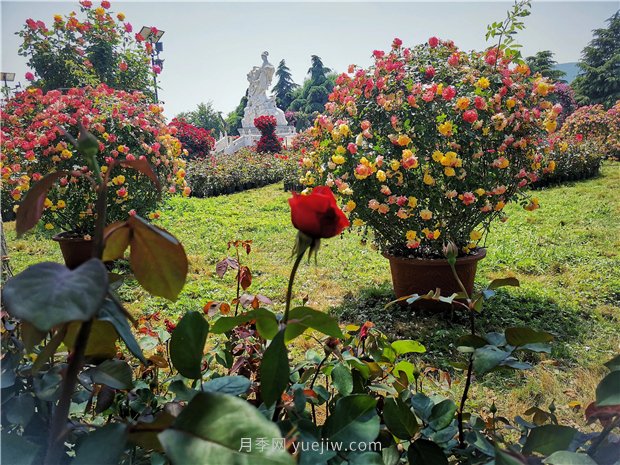 5月赏月季花，不可错过南阳月季博览园的美景(图2)