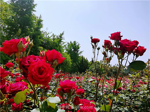 5月赏月季花，不可错过南阳月季博览园的美景(图4)