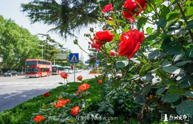 月季花开满城，***美郑州五月天（图册）(图4)