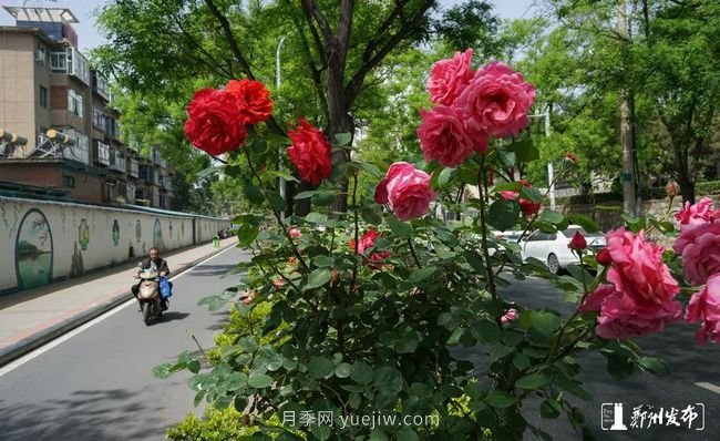 月季花开满城，***美郑州五月天（图册）(图6)