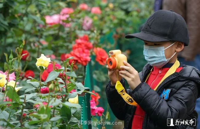 月季花开满城，***美郑州五月天（图册）(图9)