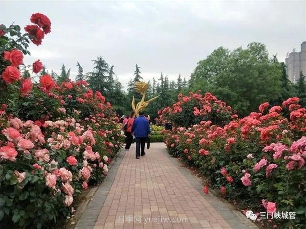 三门峡涧河公园：***美人间五月天，月季花开香满城(图2)