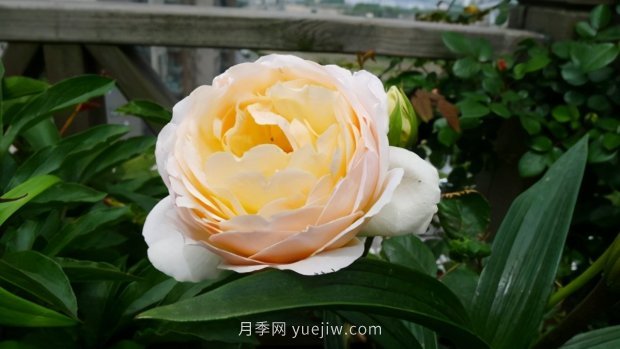 推荐9个花香浓郁的藤本月季品种，香飘满院(图5)