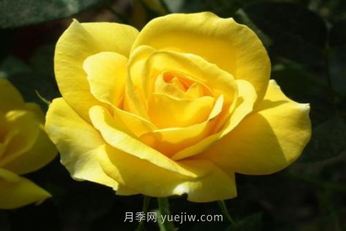 北京的市花是什么？北京的市花是月季还是菊花呢？(图1)