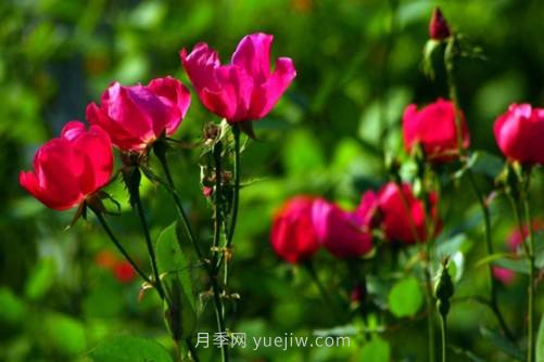 北京的市花是什么？北京的市花是月季还是菊花呢？(图2)