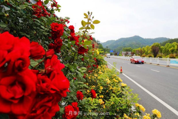 浙江杭州：淳安***美公路处处月季香(图4)