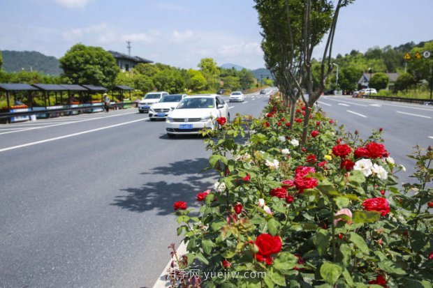 浙江杭州：淳安***美公路处处月季香(图3)