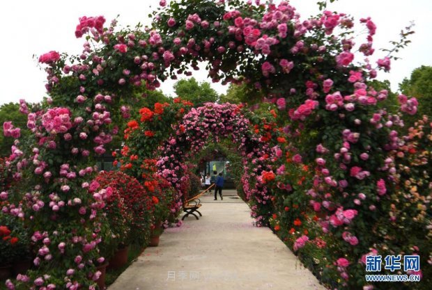 月季花开 飘香南阳(图2)