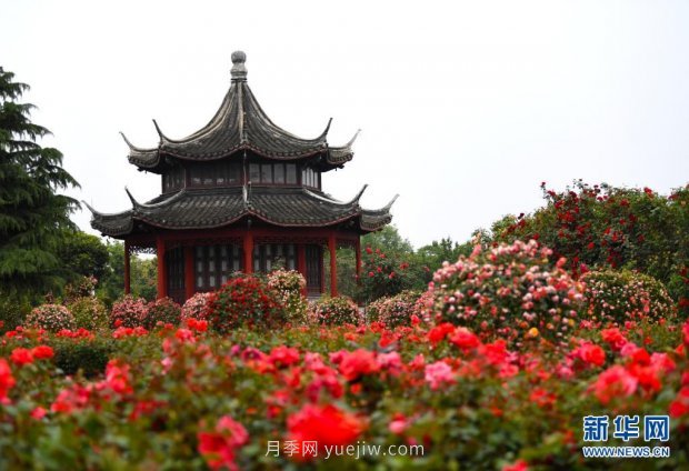 月季花开 飘香南阳(图4)