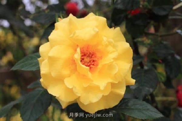 月季花修剪及施肥时间和方法(图1)