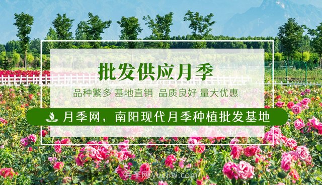 南阳月季花后如何修剪？什么时候修剪比较好？(图1)