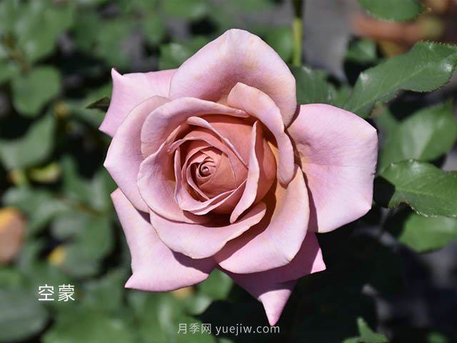 天津市市花？是月季吗(图1)