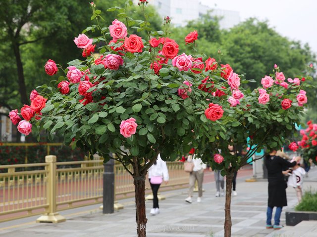 现代组诗二章：追圣月季，花开正红(图1)