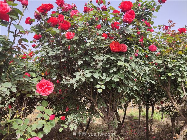 树状月季从有花苞到开花需要多久？(图1)