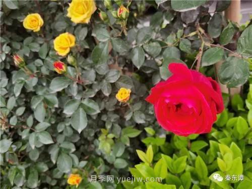 市花月季扮靓陕西渭南，朝阳大街成了鲜花大道(图3)