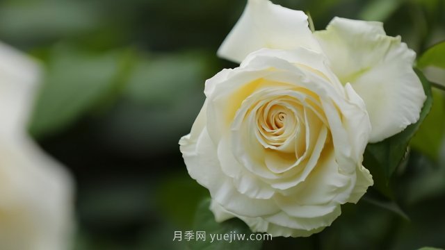 夏天注意4个方面的养护工作，月季花才能安全无忧的度夏(图3)