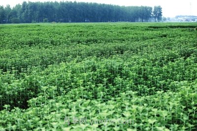 打造“中国艾草之乡”，南阳市卧龙区引领艾草产业高质量发展(图2)