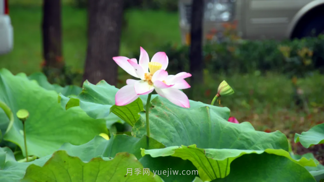 古桩月季繁花似锦，美丽经济花开镇平(图2)