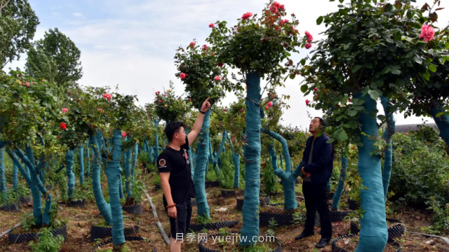 古桩月季繁花似锦，美丽经济花开镇平(图1)