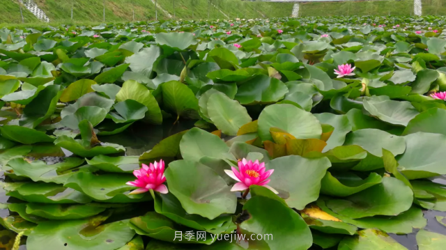 古桩月季繁花似锦，美丽经济花开镇平(图3)