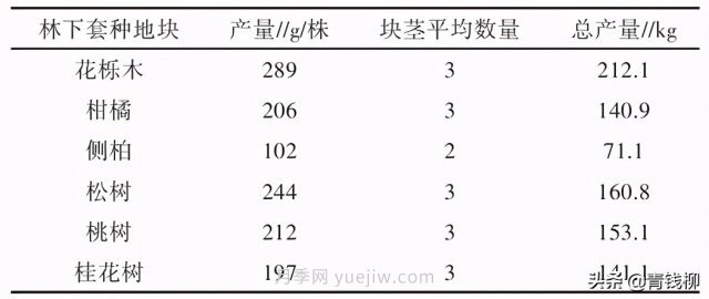 不同树种林下套种黄精种植技术初探(图3)