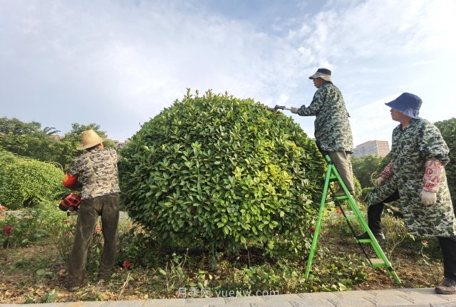 南阳绿地：修剪绿植 提升“颜值”(图1)