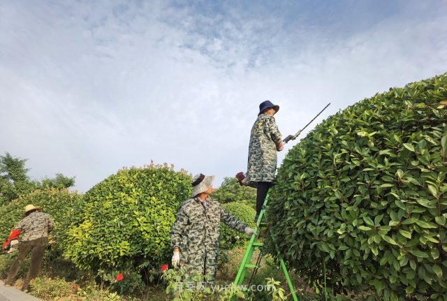 南阳绿地：修剪绿植 提升“颜值”(图2)