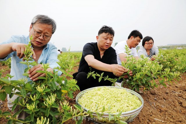 南阳中药材：种植金银花 致富“好药方”(图2)