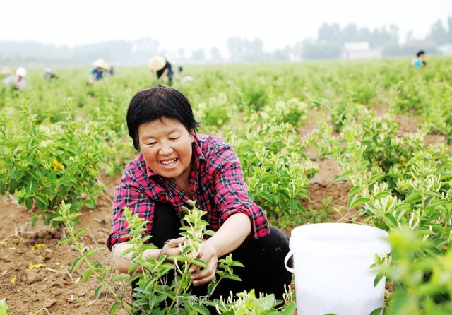 南阳中药材：种植金银花 致富“好药方”(图3)