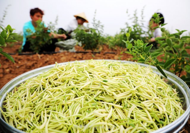 南阳中药材：种植金银花 致富“好药方”(图1)