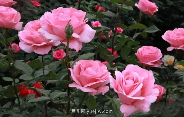 防治月季花黑斑病菌的方法有哪些(图1)