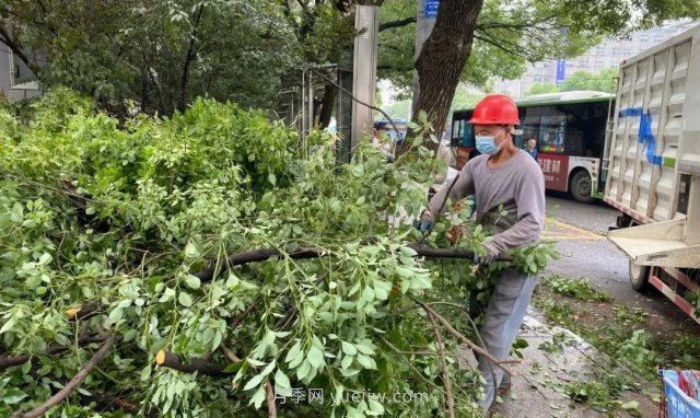 树木削片粉碎车在城市园林绿化养护中的应用(图1)