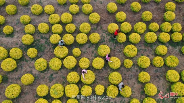 河北遵化：培育景观苗木“钱”途大(图3)