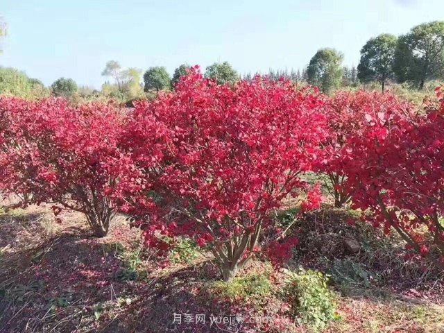 火焰卫矛盆栽苗的修剪技巧和养护管理要点(图1)