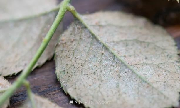 红蜘蛛，夏季月季头号害虫，有一整套防治方法(图1)