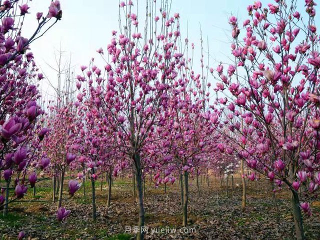 南阳玉兰花养殖技术(图1)