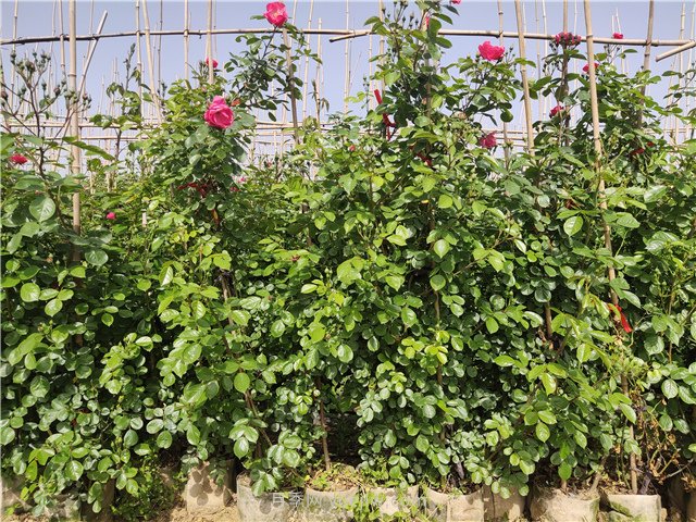 夏季月季花木苗圃养护管理指南(图1)