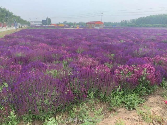 聊城芳香文化博览园，乡村振兴巾帼示范基地(图4)