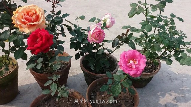 盆栽月季度夏养护手册，病虫害防治和促花技巧(图1)