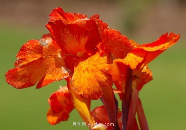 城市河道治理中常用的挺水植物(图7)