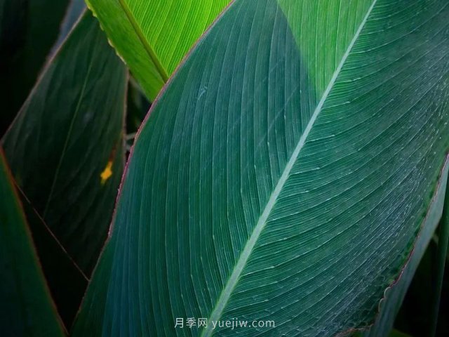 城市河道治理中常用的挺水植物(图6)