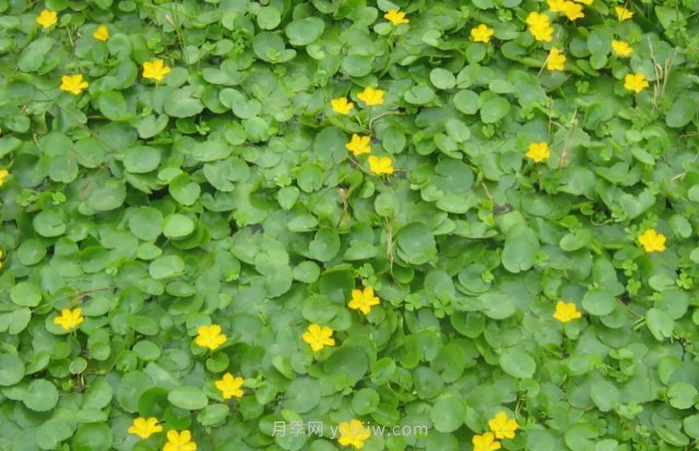 城市河道治理中常用的浮叶植物(图3)