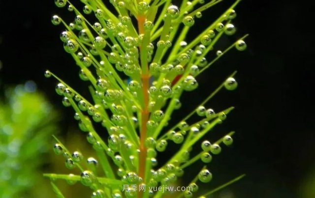 城市河道治理中常用的沉水植物(图2)