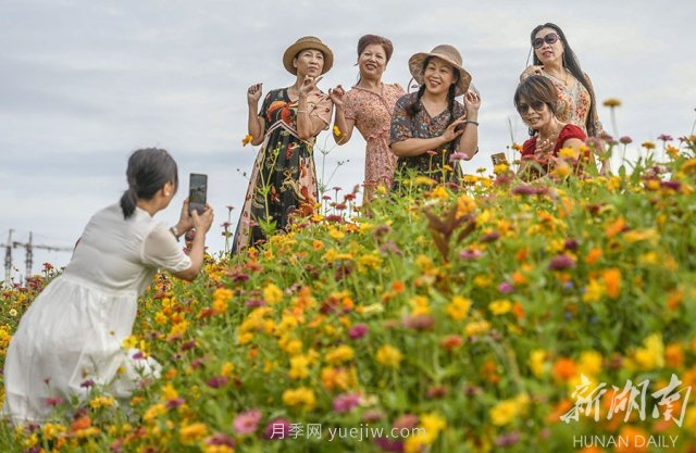 永州道县悦游花海 百日菊进入盛花期(图2)